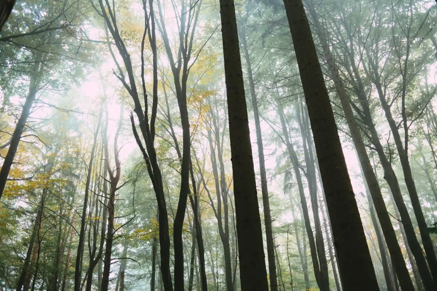 A foggy forest at dawn