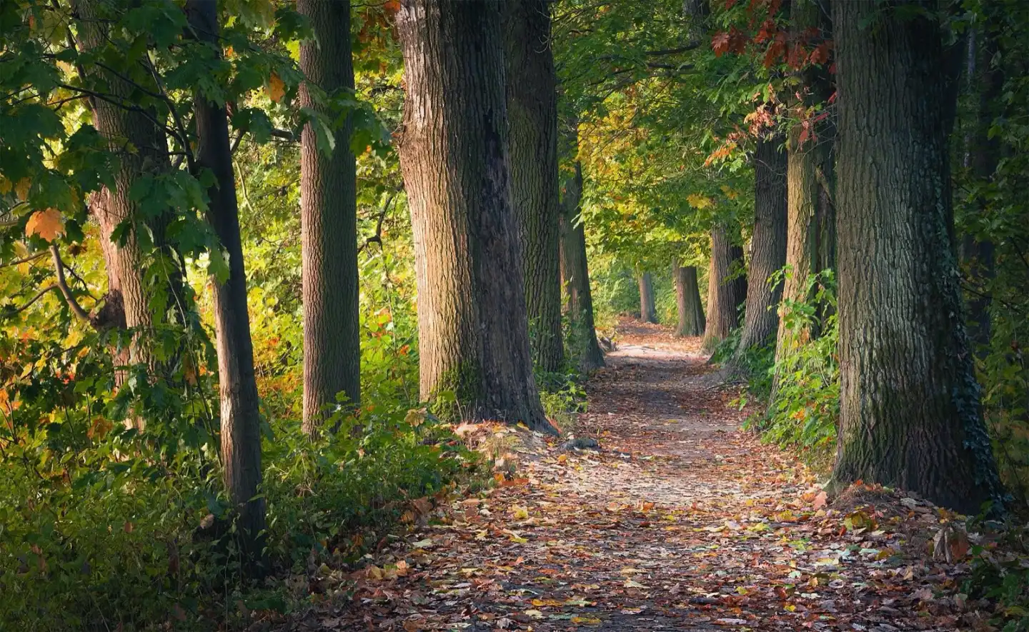 Morning light through a quiet forest